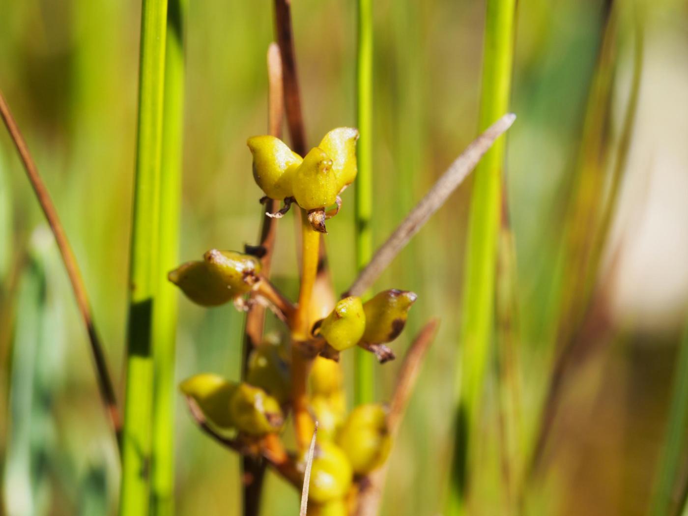 Rannock-rush fruit